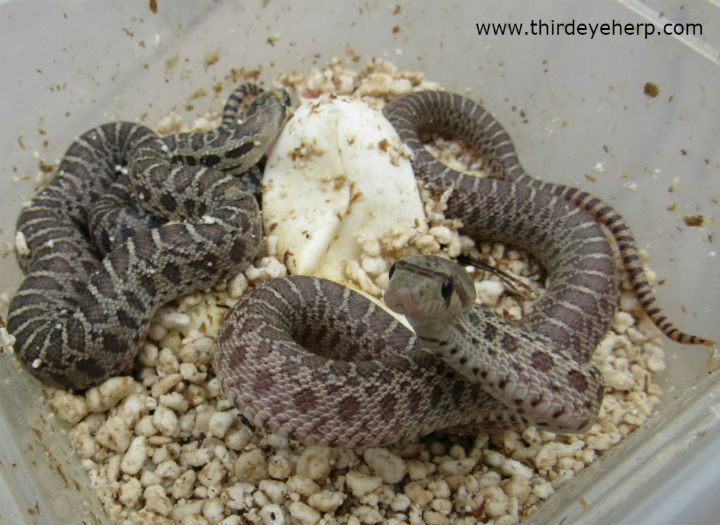 Pacific Gopher Snake